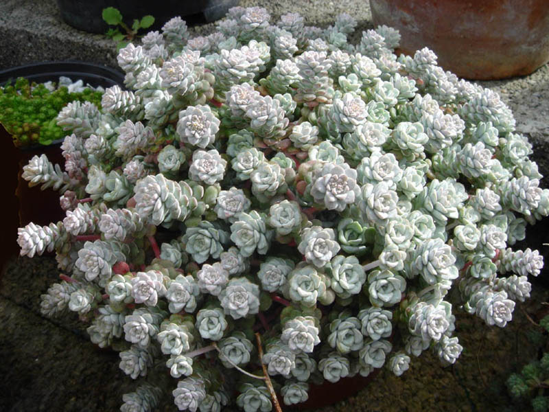 Sedum spathulifolium Cappe blanco (1414-1)